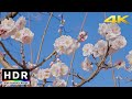 【4K HDR】Spring in Tokyo - Hanegi Park Ume Blossoms 2021