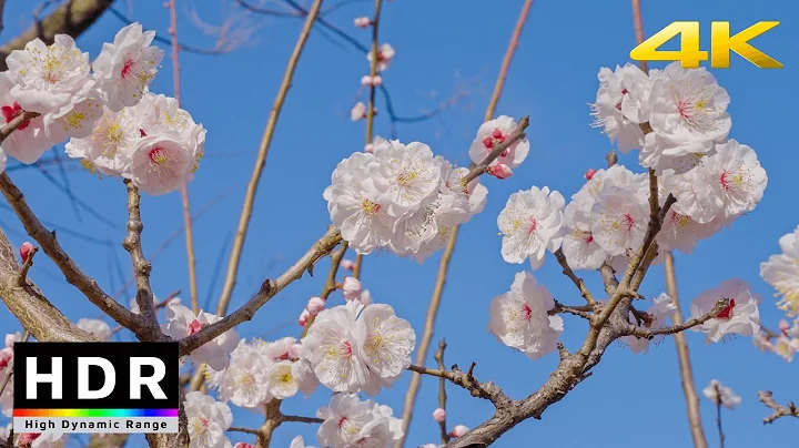 【4K HDR】Spring in Tokyo - Hanegi Park Ume Blossoms 2021 - DayDayNews