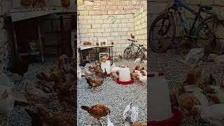 Destek olun dostlar 🫠 cücelerin sabah rutini#cüce #toyuq #chicken #animals