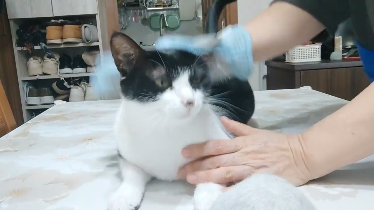 ［我的二貓］梳毛毛時間｜二貓會主動走過來｜