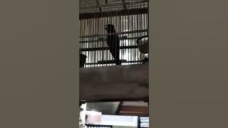 Kedasih Hitam Gacor