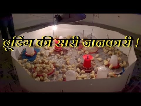 वीडियो: 25 मुर्गियों के लिए कितना बड़ा ब्रूडर?