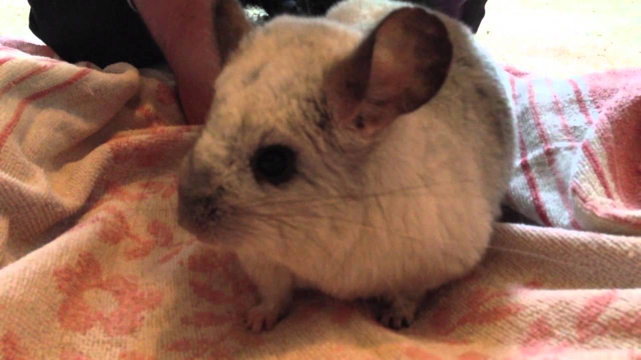 Grooming a Chinchilla YouTube