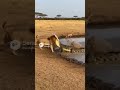 Hunting Lion Attacked by Crocodile狩りのライオン、ワニに襲われる#shorts#hunting#ai