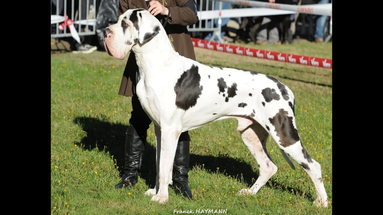 Le Dogue Allemand