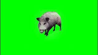 Wild Boar Greenscreen Animation | 2022 | No Copyright