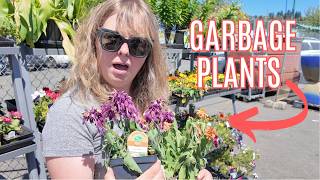 Last-Chance Planter | Rescuing and Designing with the Half-Dead! ☠️🌱😵