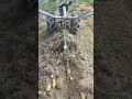 récolte des patates avec arrache pomme de terre sur staub 5000 M et un pneu à l'envers !