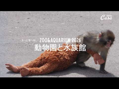 Visiting Ichikawa Zoological and Botanical Garden, Home to Punch the Japanese Macaque | ZOO & AQU...