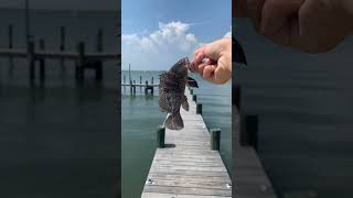 Catching Fish Filming Waves