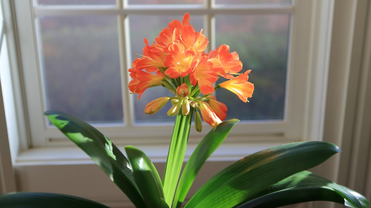 陶醉: 君子兰之美伴音乐 Clivia In Full Bloom