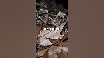 The Gaboon Viper