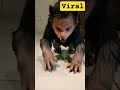 Little Baby Convert Into Werewolf Reels Viral Shorts Shortsfeed Werewolf Video Subscribe 