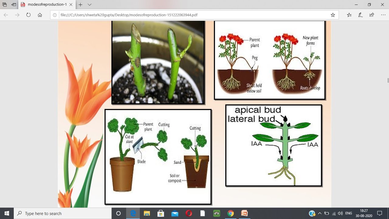 DOMESTICATION IN PLANTS- Principles of Plant Breeding Series - YouTube