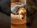 He loves his tiny human more than his own bed 🕊️🤍 #Shorts #cute