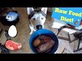 My Husky Eats Raw Food! - Gohan's New Diet!