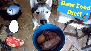 My Husky Eats Raw Food!  Gohan's New Diet!