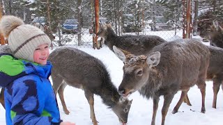 ОТДЫХ НА ПРИРОДЕ. ОЛЕНЬЯ ФЕРМА. КОРМИМ ОЛЕНЕЙ С РУК.