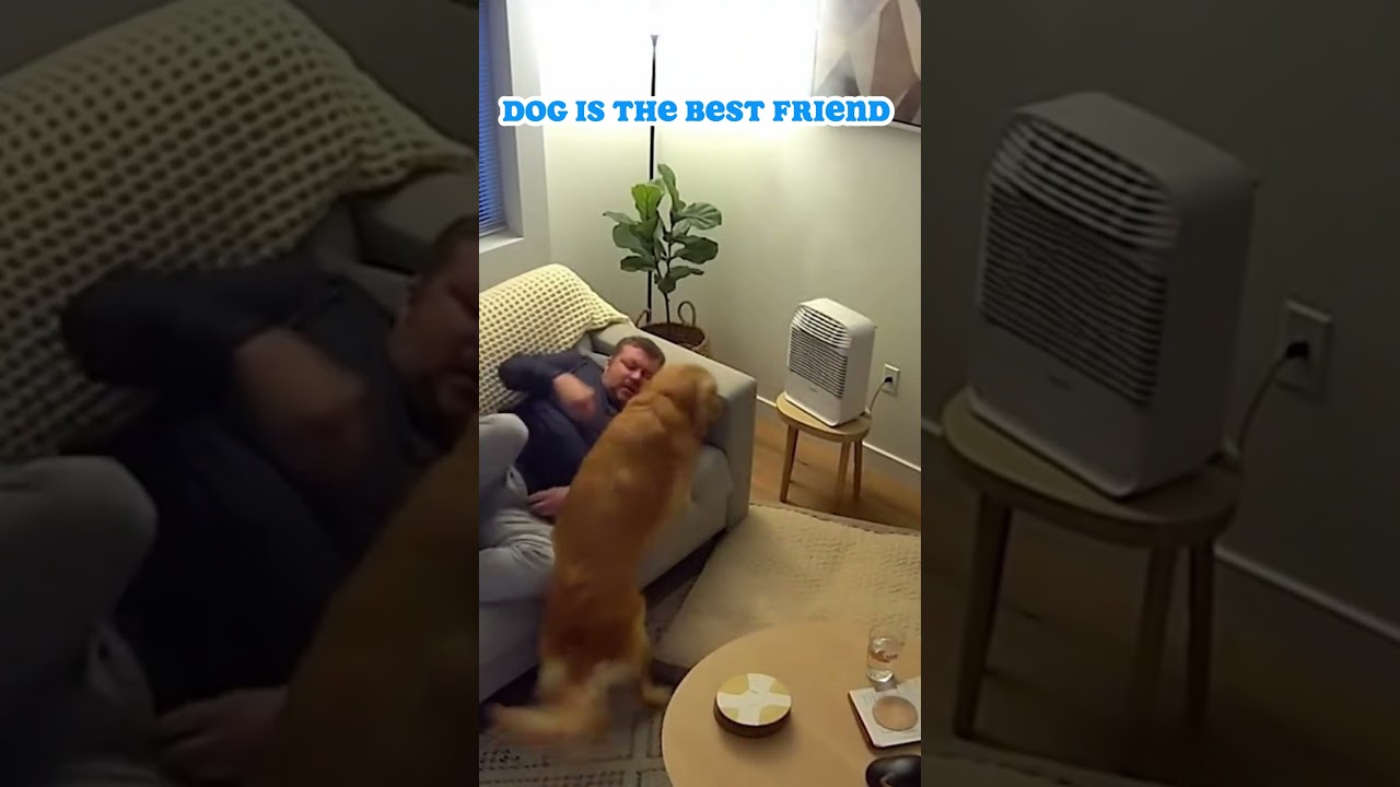 Dog is the best friend