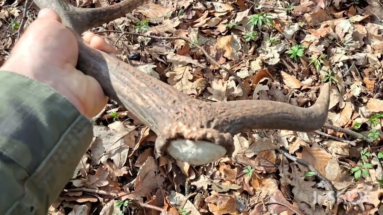 Zrzuty 2025-dwie świeże tyki na spacerze w piękną pogode🙂