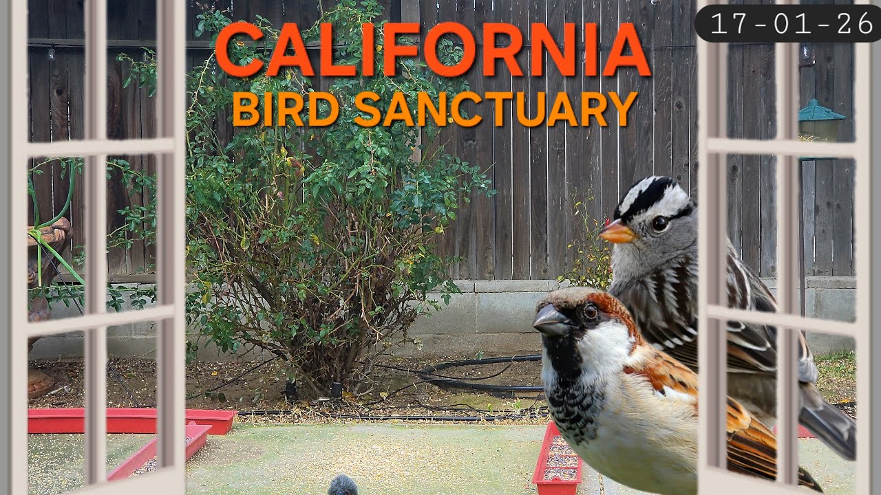 4K Sparrows, Finches, and Junco Oh My | CAT TV ASMR