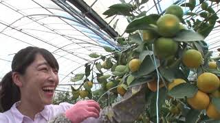 ハウスみかん(2020年7月5日放送)