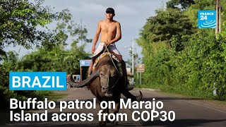 Buffalo patrol: The unusual transport on Brazil’s Marajo Island across from COP30 • FRANCE 24