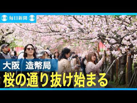 桜の通り抜け始まる 大阪・造幣局 - YouTube