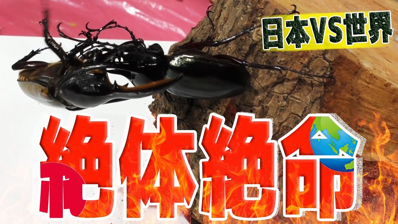 世界のクワガタvs日本のクワガタ Youtube 世界のクワガタvs日本のクワガタ Youtube