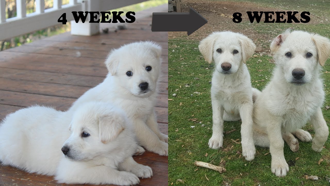 Raising 4 to 8 week puppies | our tips and experience - YouTube