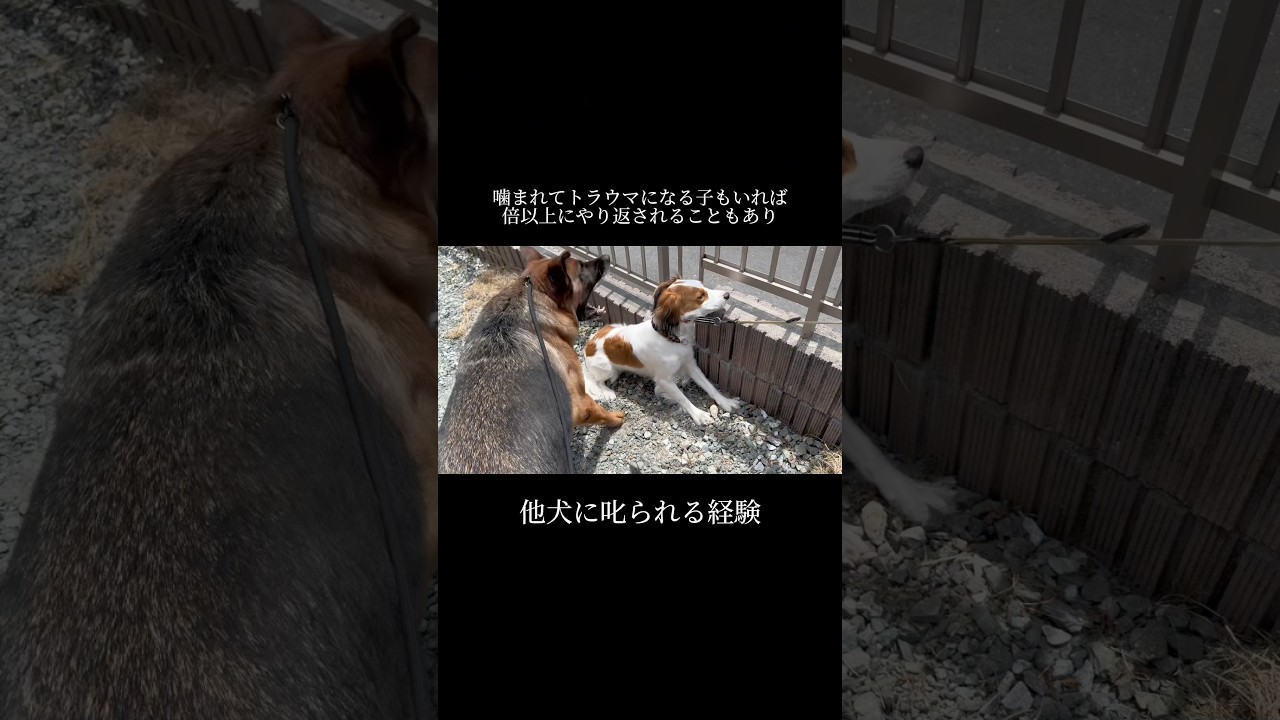 興奮・パニック・噛みつき💥継続が大切✨ #doglibre #シェパード #コイケルホンディエ #犬のしつけ #ドッグトレーニング