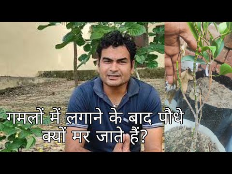 वीडियो: पौधों को दोबारा लगाने की आवश्यकता क्यों है?