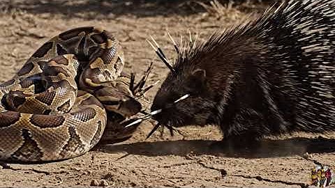 Porcupine vs Giant Python – The Fiercest Quill Strike Battle on the Grassland