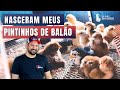 Meus PINTINHOS de BALÃO DE BAIXA GRANDE nasceram e FIZ O MANEJO IDEAL!