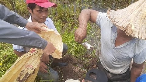 Săn chuột đồng: Nghề độc kiếm tiền triệu mỗi đêm ( cách phân biệt chuột đồng và chuột nhà )