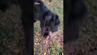 Giant Schnauzer doing anything she wants