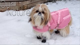 Dogs Wearing Booties For The Very First Time Compilation 2017 by Our Nature 11,261 views 7 years ago 6 minutes, 17 seconds