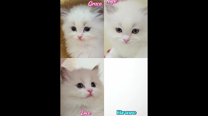 Video 10421911: ragdollkittens cat kitten