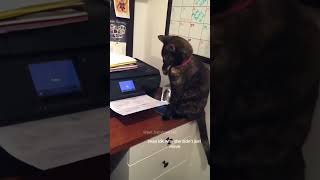Funny Pets | 2024😂 Funny Dogs And Funny Cats Videos 🐱 🐕 😄 #146