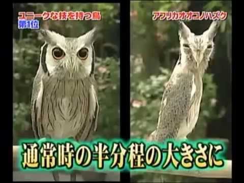 Coruja Transformer   Ptilopsis leucotis   Northern white faced owl