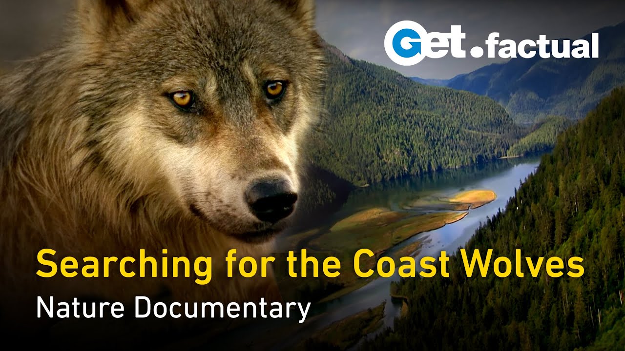 ⁣Searching for the Coast Wolves - British Columbia | Nature Documentary