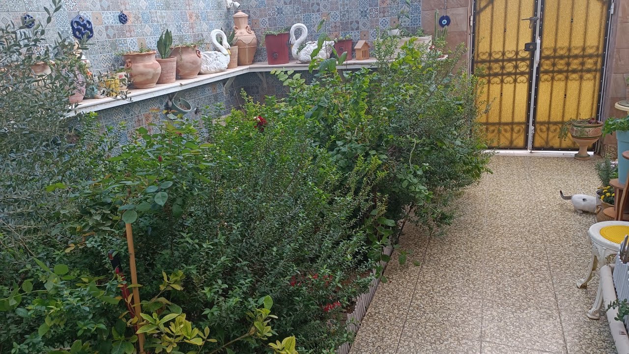 #جولةبسيطة في الاسواق تعزيل #المسواك