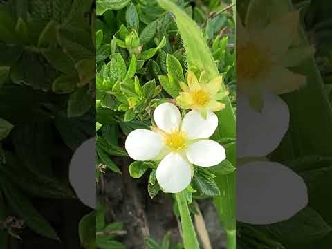 Пыльца цветочная (