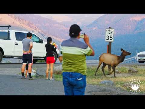 Tourists getting too close to Elk in Yellowstone National Park