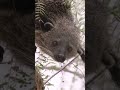 Binturongs smell like a freshly made batch of popcorn! | San Diego Zoo Safari Park #shorts