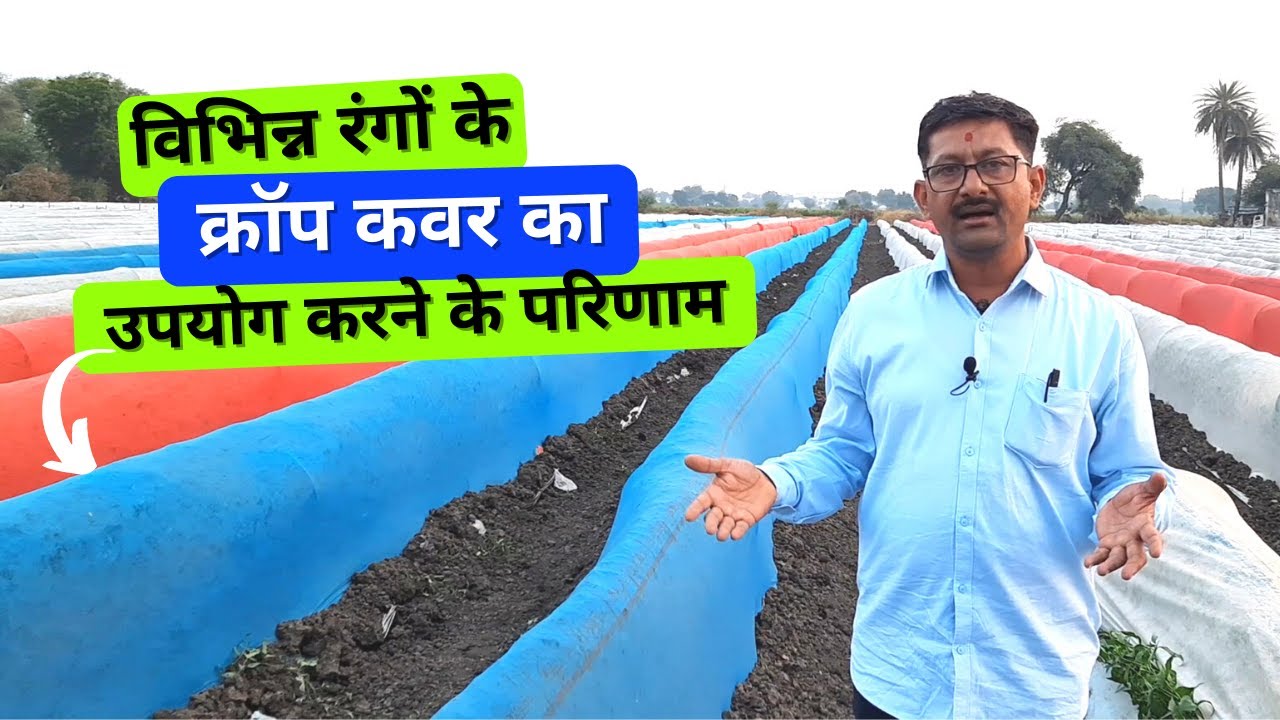 Results of using different colored crop coverविभिन्न रंगों के क्रॉप कवर का उपयोग करने के परिणाम