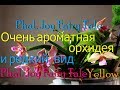 Ароматные Орхидеи. Редкий и необычный- Phal.Joy Fairy Tale Yellow. Замерз дендробиум