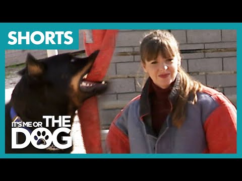 Wideo: Programy telewizyjne przeznaczone dla psów
