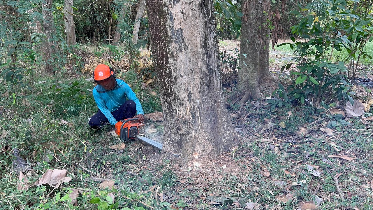 Tebang 3 pohon Cepat & mudah!