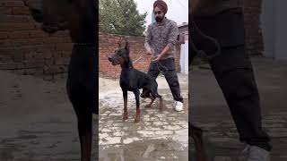 #rottweiler #pitbull #canecorso #doberman #dogfight #aggressive #dogbreed #familydog #trending